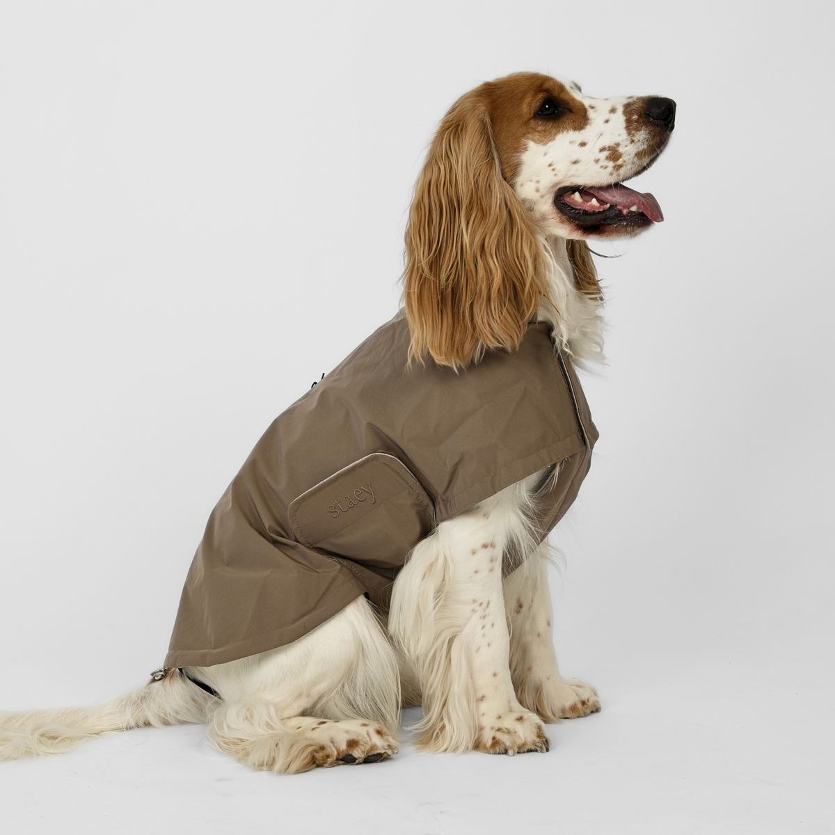 Cocker spaniel vu de profil, vêtu de l'imperméable Taja couleur Taupe