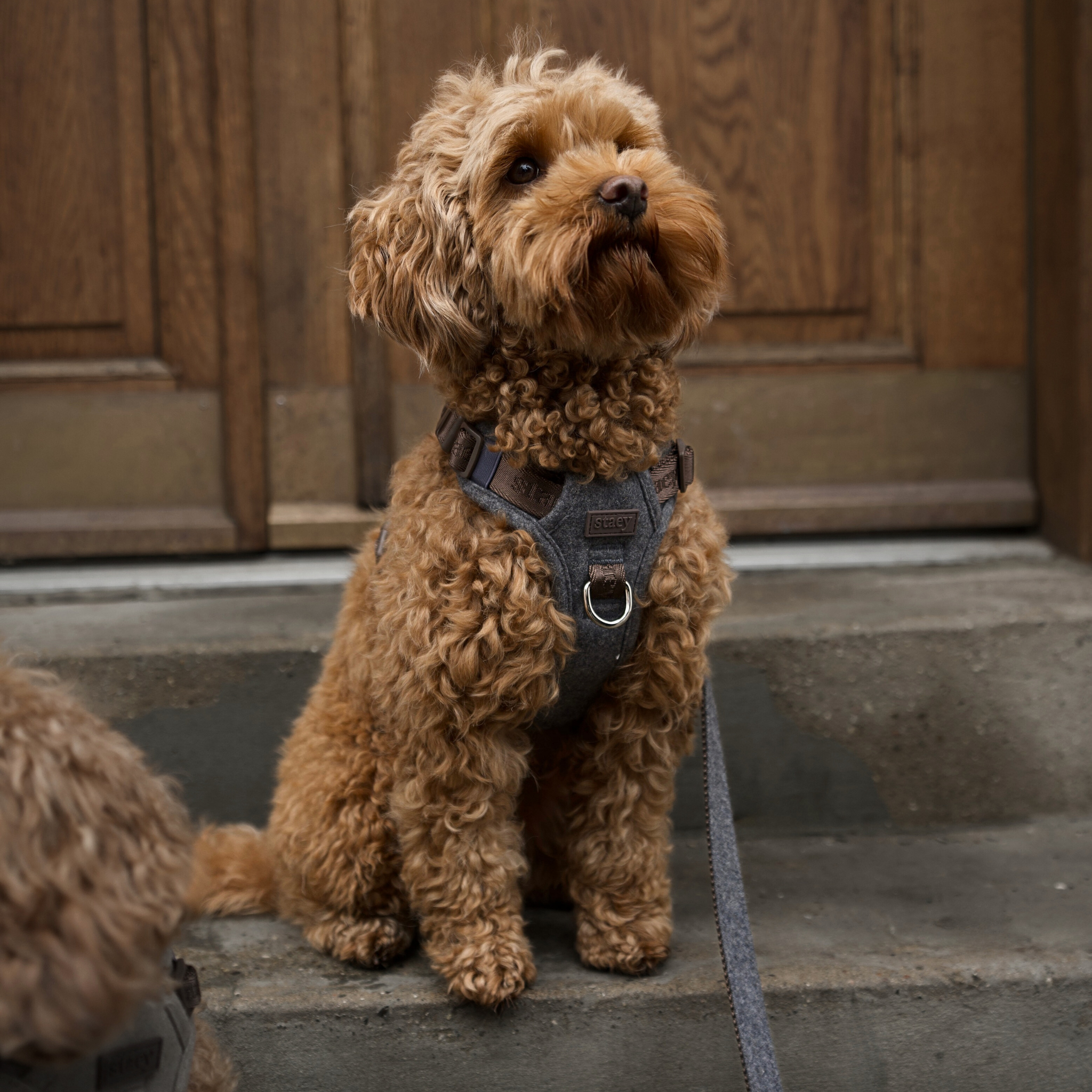 Elma hondentuig | Stone