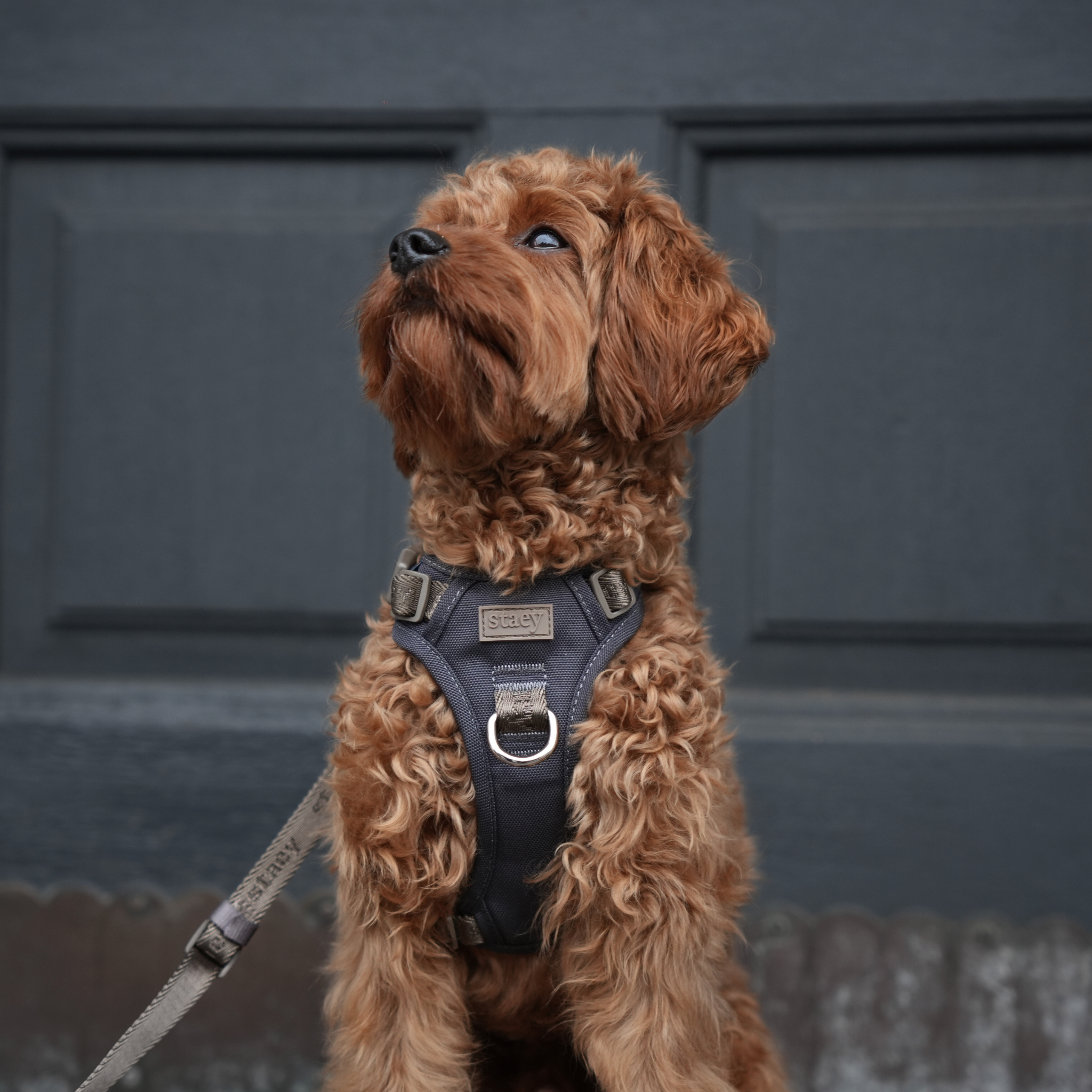 Elma Active hondentuig | Storm