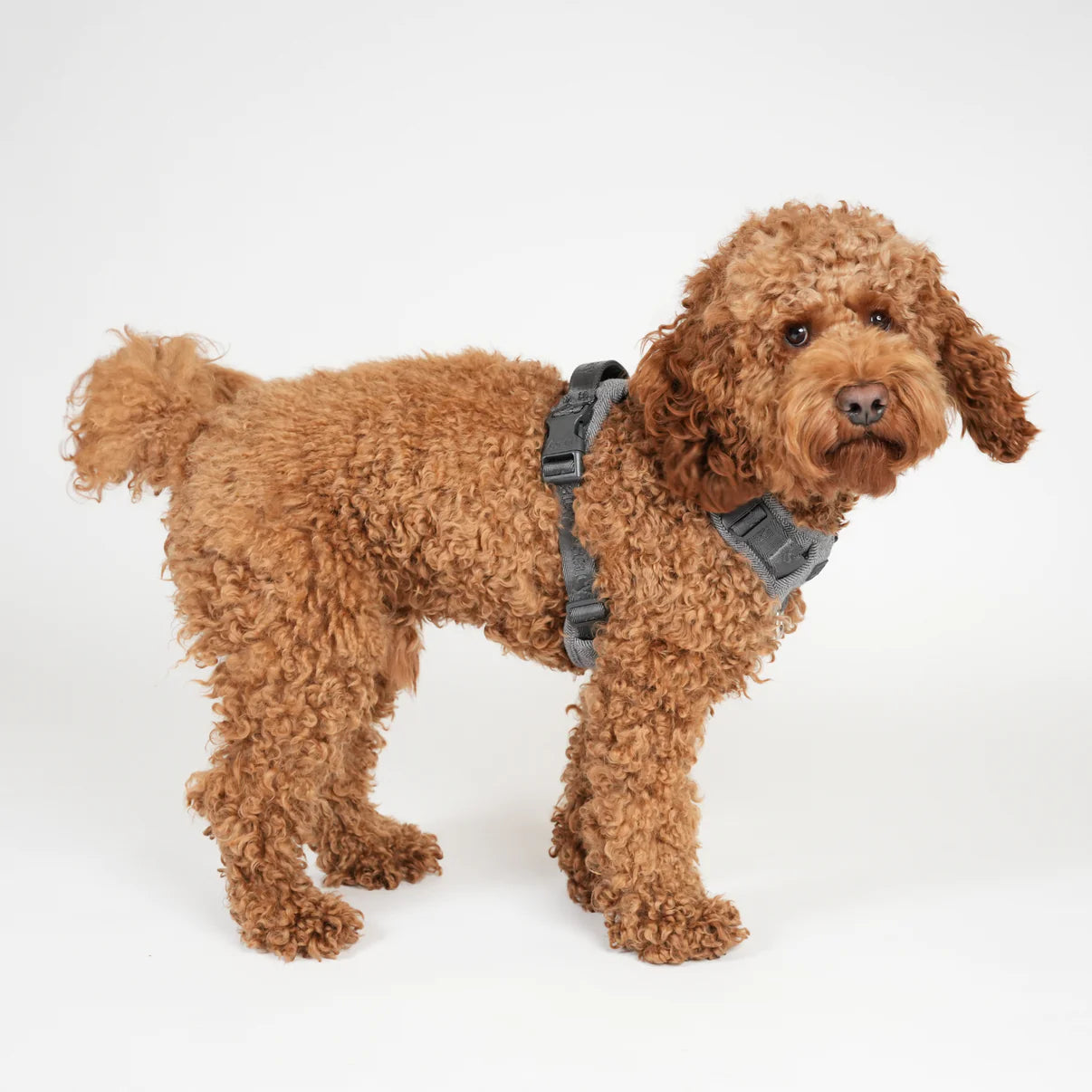 Harnais pour chien Elma | Dusty Blue