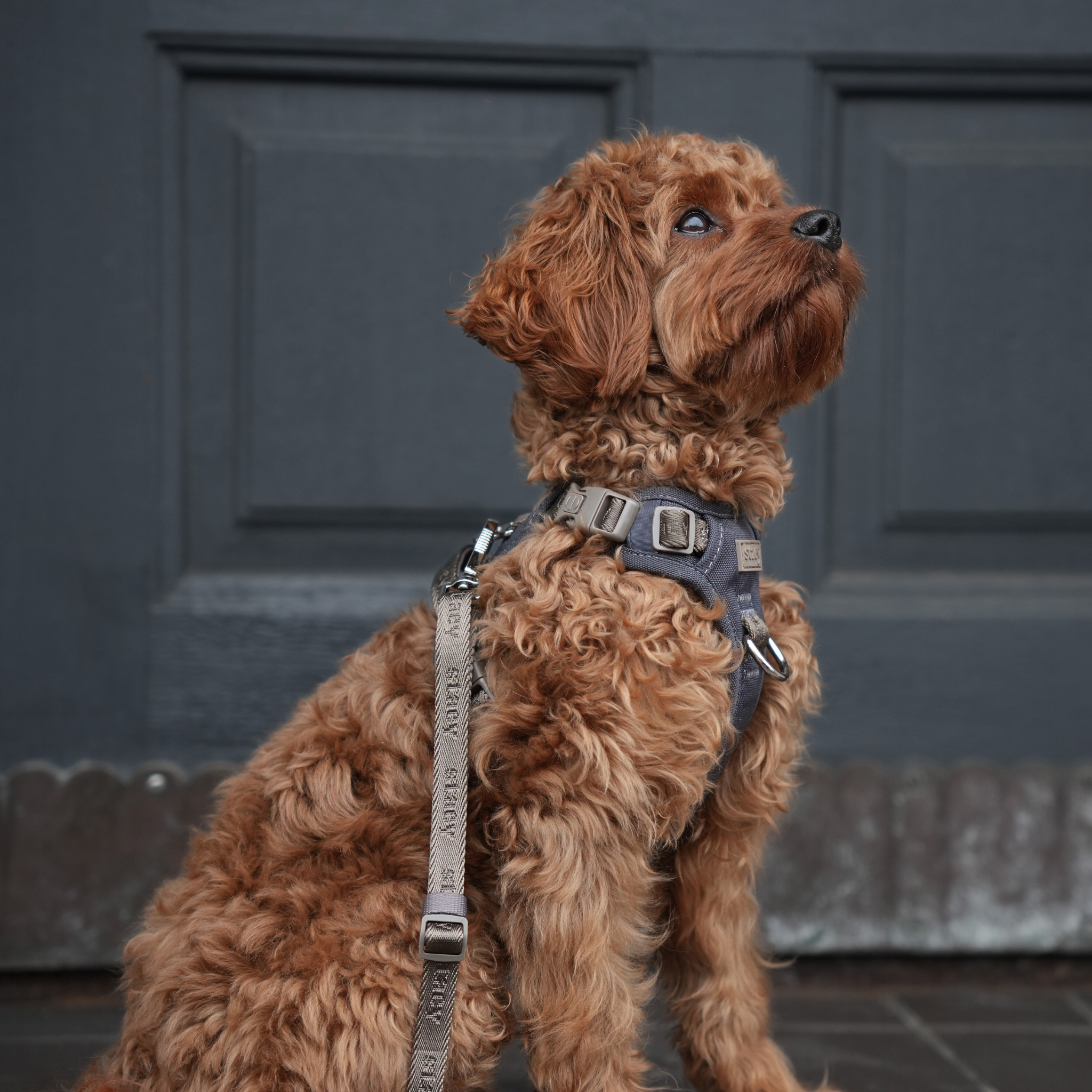 Elma Active hondentuig | Storm