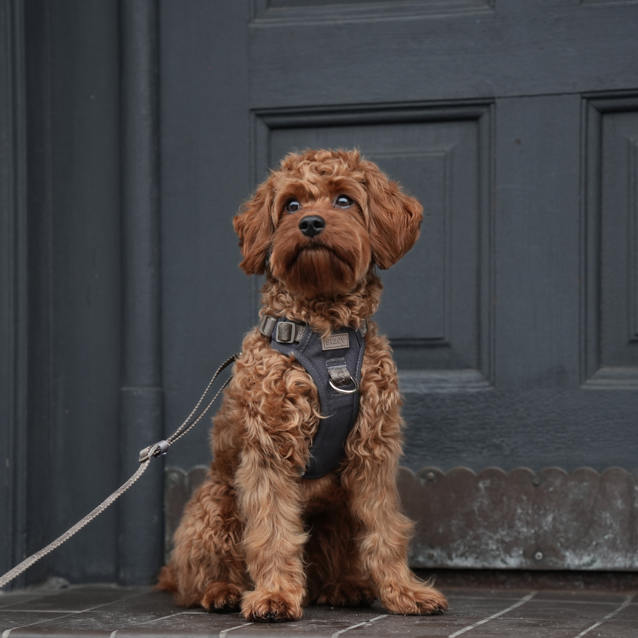 Elma Active hondentuig | Storm