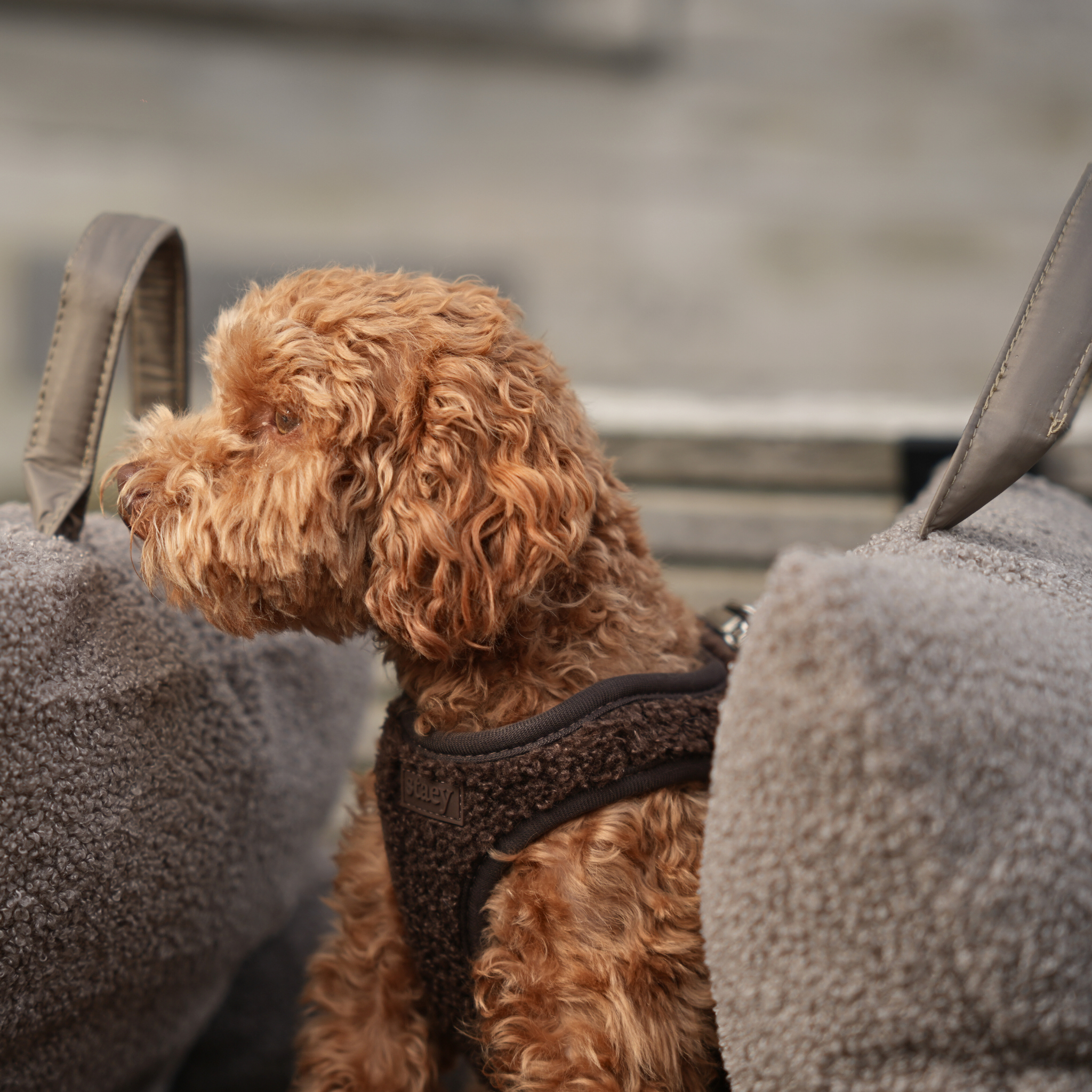 Step-in hondentuig Teddy | Espresso