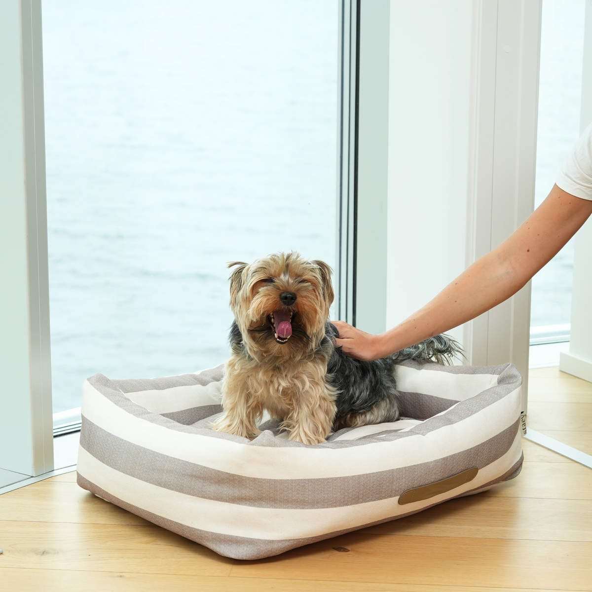 Un Yorkshire terrier debout dans son lit pour chien rayé, en train de se faire caresser