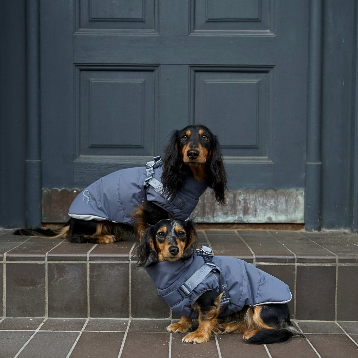 Vera Hondenjas w. Harness | Dusty Blue