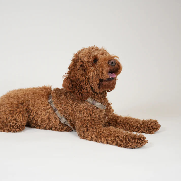 Tara H-Hondentuig | Mocca